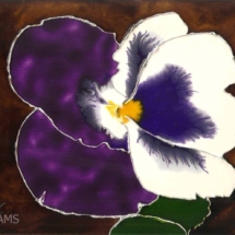 104_Pansy_5x7_032018