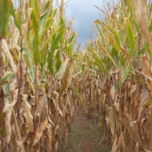 Autumn_Corn_H_signed_1