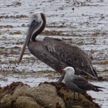 Brown pelican and seagull_signed