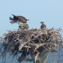 Nesting_Osprey_signed