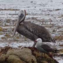 Pelican and friend_signed